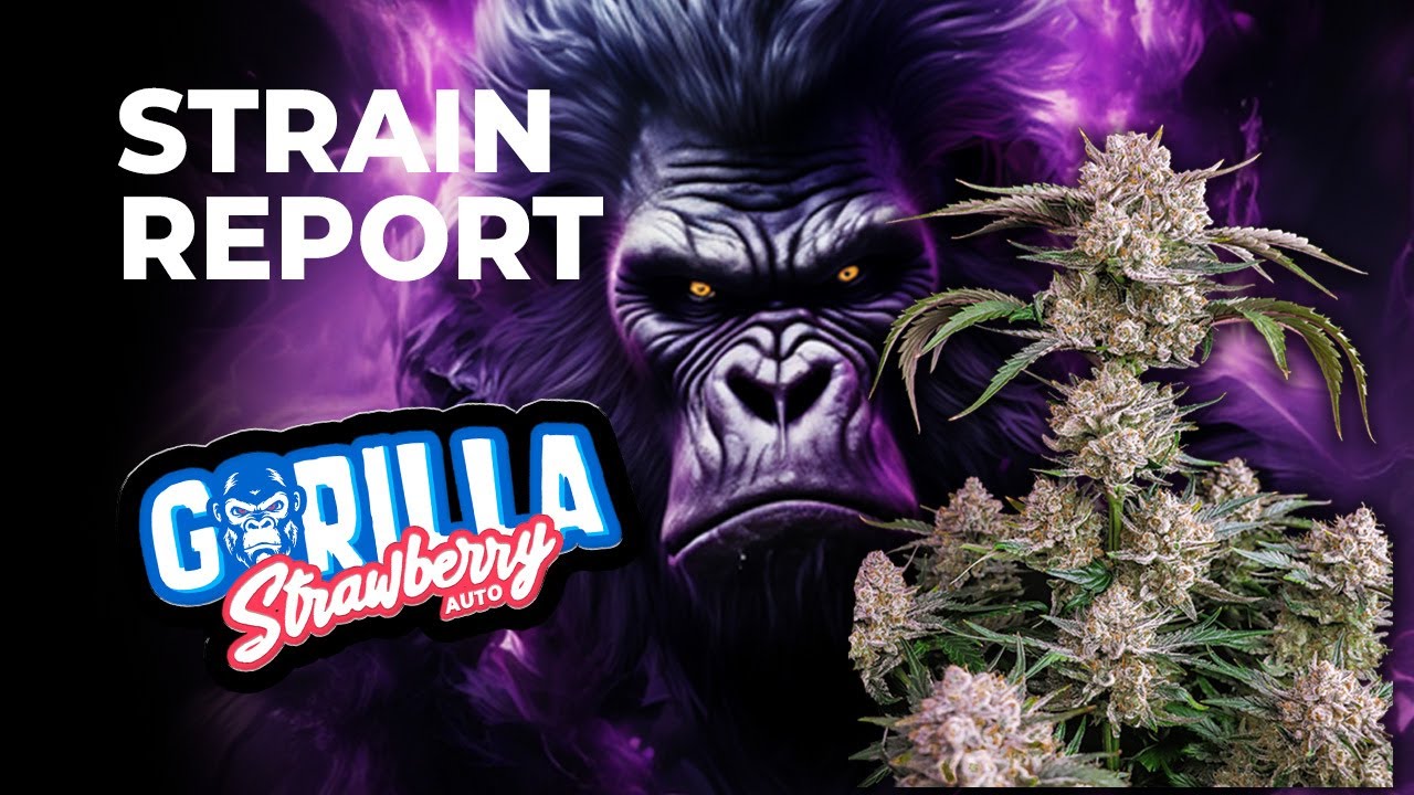 Strawberry Gorilla Auto Strain Review Fast Buds Hybrid YouTube