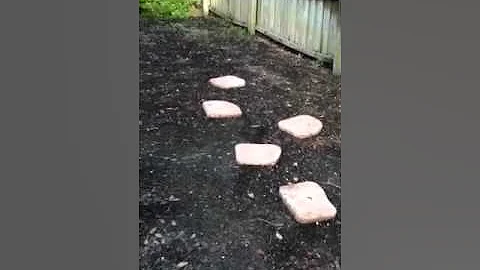 Shirley's Swamp Salsa Herb Garden