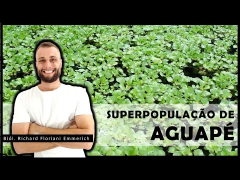 Vídeo: O que é Elodea Waterweed: Controlando Elodea Plants Em Lagoas