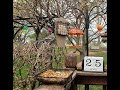 Mock YA Bird YA! My first! 4K Bird Feeder AWESOMENESS!!! 🐦