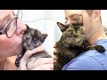 MEET JUGG - The Neediest Kitten Ever!