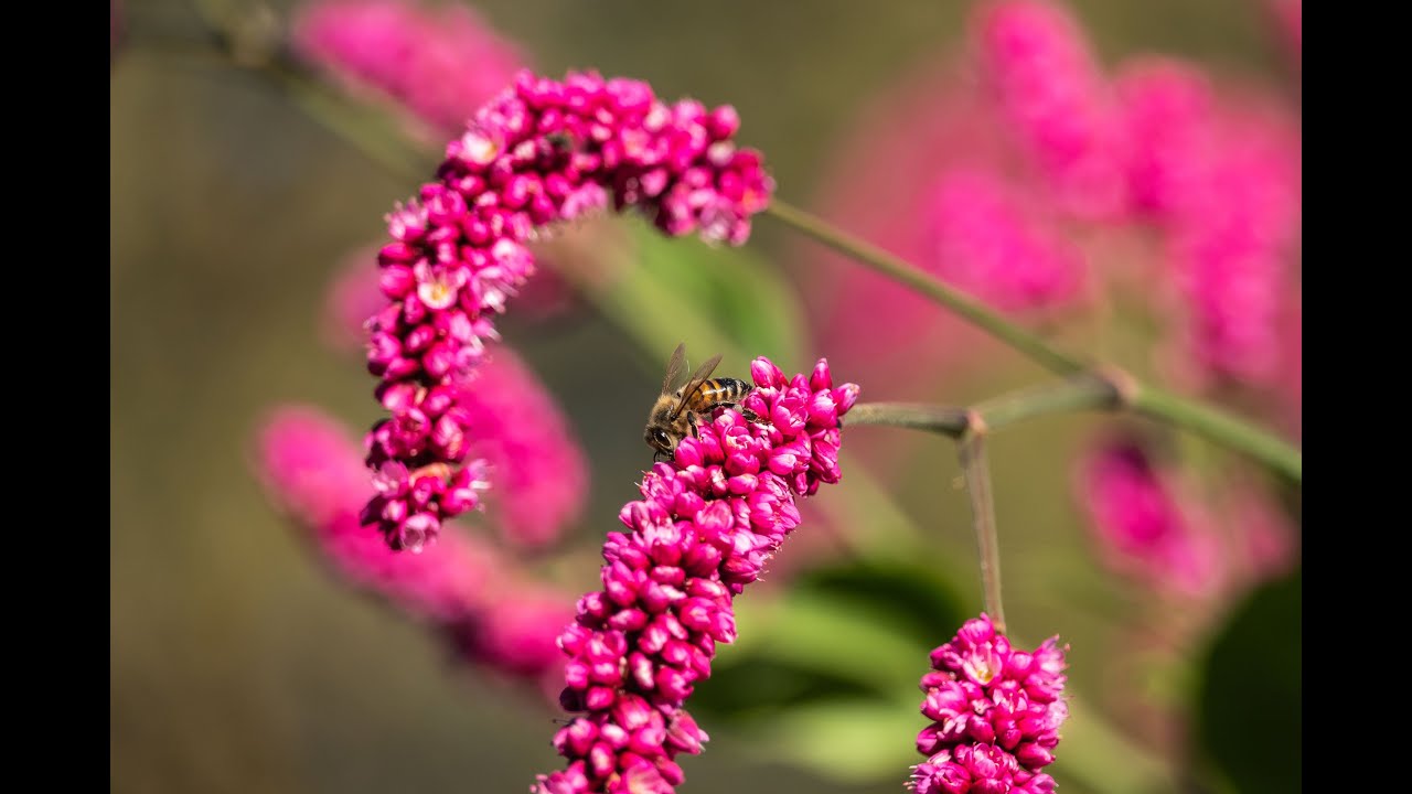 Kiss Me Over the Garden Gate (Persicaria orientalis)