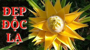 ✅CÂY CẢNH.31- Đẹp Độc Lạ cây Chuối Tọa Liên, chuối hoa Sen, chuối Sen vàng nở hoa đẹp/TungLam Garden