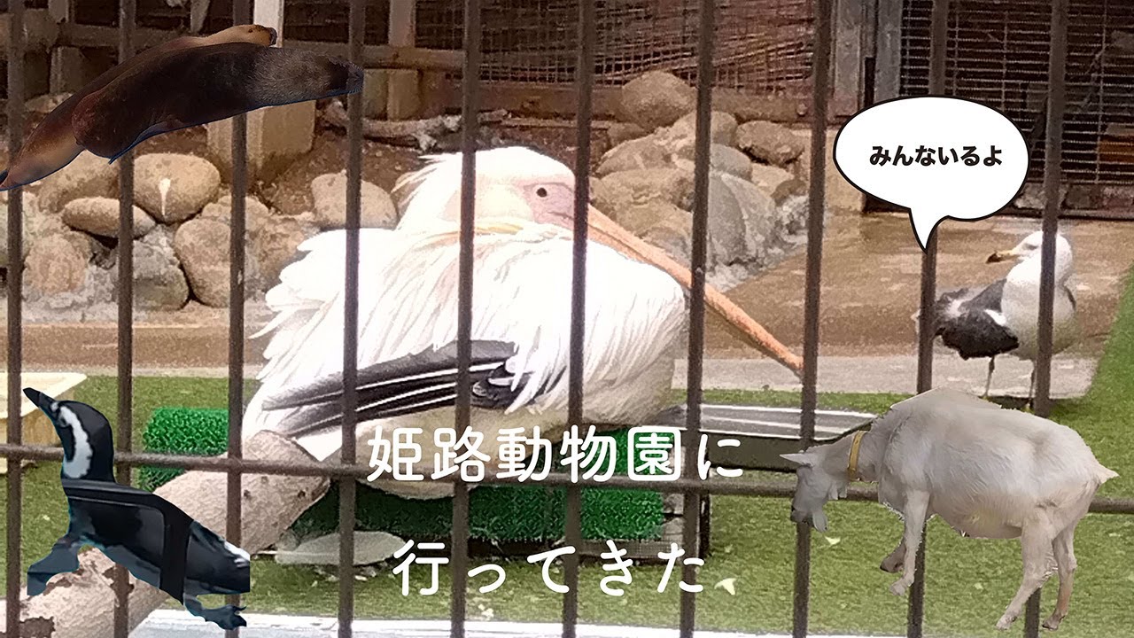 【2025動画1】推しに会いに行って来ました[姫路市立動物園]