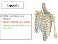 Plexus brachial