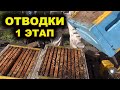 Отводки весной. 1 этап.