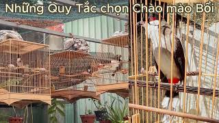 Những Quy tắc chọn Chim Chào Mào Bổi hợp lí nhất cho anh em mới chơi