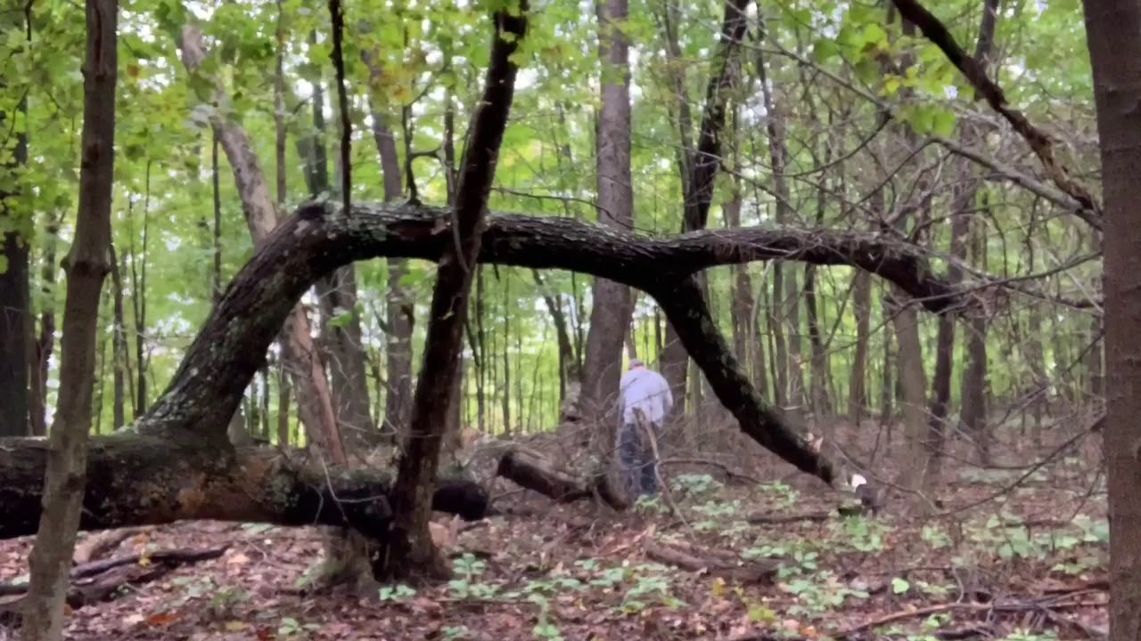 CLEANING UP A FALLEN TREE - YouTube