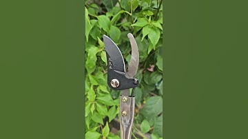 Kéo cắt cành trên cao có sẵn cán Inox #coemthovuon #diy #funny #review #youtubeshopping #tips