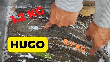 CÂU CÁ LÓC : MỘT NGÀY MỘT ĐÊM SĂN HUGO #5râuđivàcâu #recaloc #caucaloc #fishing