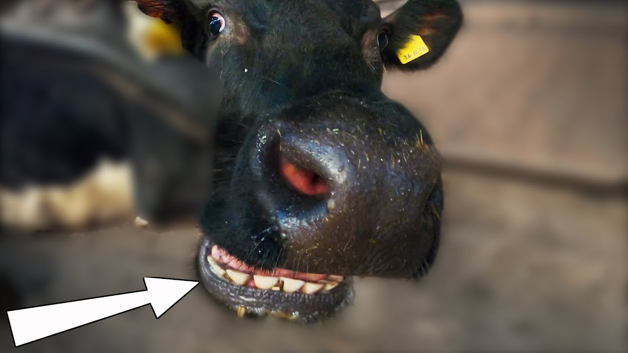 this POOR COW has NO TOP TEETH! obvious cow questions answered The