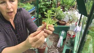 Softwood stem cuttings of Pelargonium zonale. Propagation RHS level 2 screenshot 1