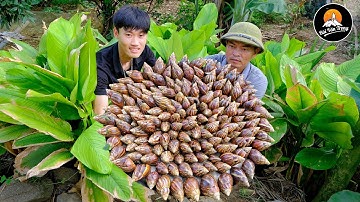 ỐC SÊN (Ốc Ma) CHẾ BIẾN 2 MÓN | MÓN ĂN NGON NHIỀU NGƯỜI CÒN CHƯA DÁM THỬ - Bùi Văn Trọng