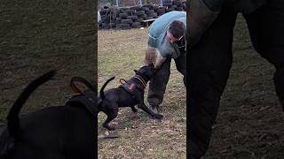 💪Black pit bull attacks.  GUARD.  Dog training Odessa 2024.