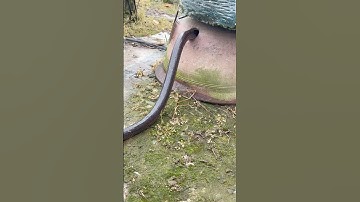 Phần đuôi 1 con rắn #cobrasnake #funny #snake #cobra #kingkobra #animals #50