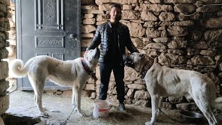 Uğur Çağlar Zi̇yaret Etti̇m - Pi̇ton Bozi̇ Dev Gi̇bi̇ Anadolu Kangal Çoban Köpekleri̇