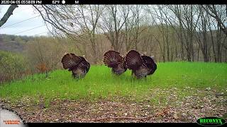 Gobblers and Strutters | Spring 2020 Trail Camera Video Highlights