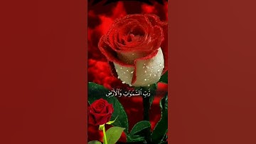 تلاوات من سورة النبأ #القرآن