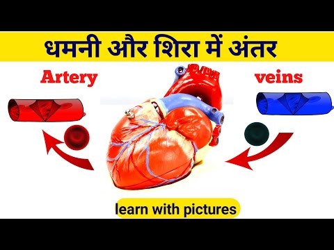 धमनी और शिरा में अंतर ||Differences between artery and veins ||arteries vs veins ||blood vessels