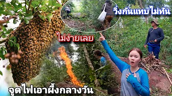 วินาทีเสี่ยงชีวิตมันไม่ง่ายเลย.!เอาผึ้งรังใหญ่ถึงขั้นต้องรีบวิ่งออกจากป่าโดนไล่