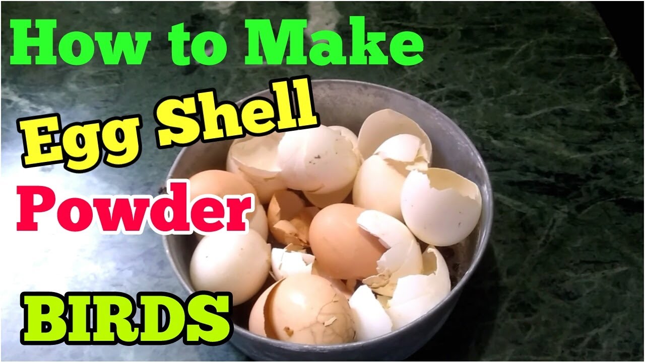 HOW TO MAKE EGG SHELL POWDER FOR BUDGIES BIRDS YouTube