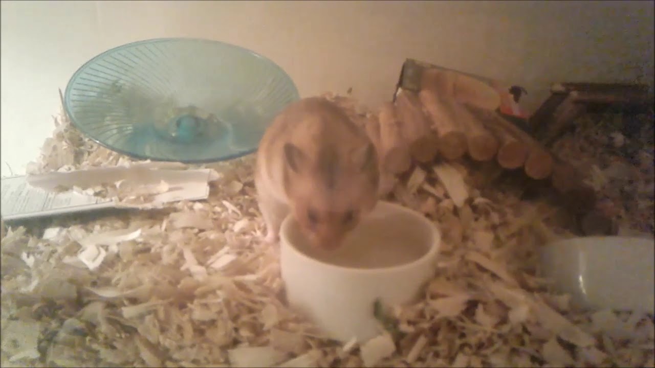 A Perfect Syrian Hamster Rusty Male Short Haired