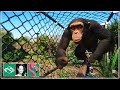 Let&#39;s Build a Chimpanzee Overpass in Monkey World!