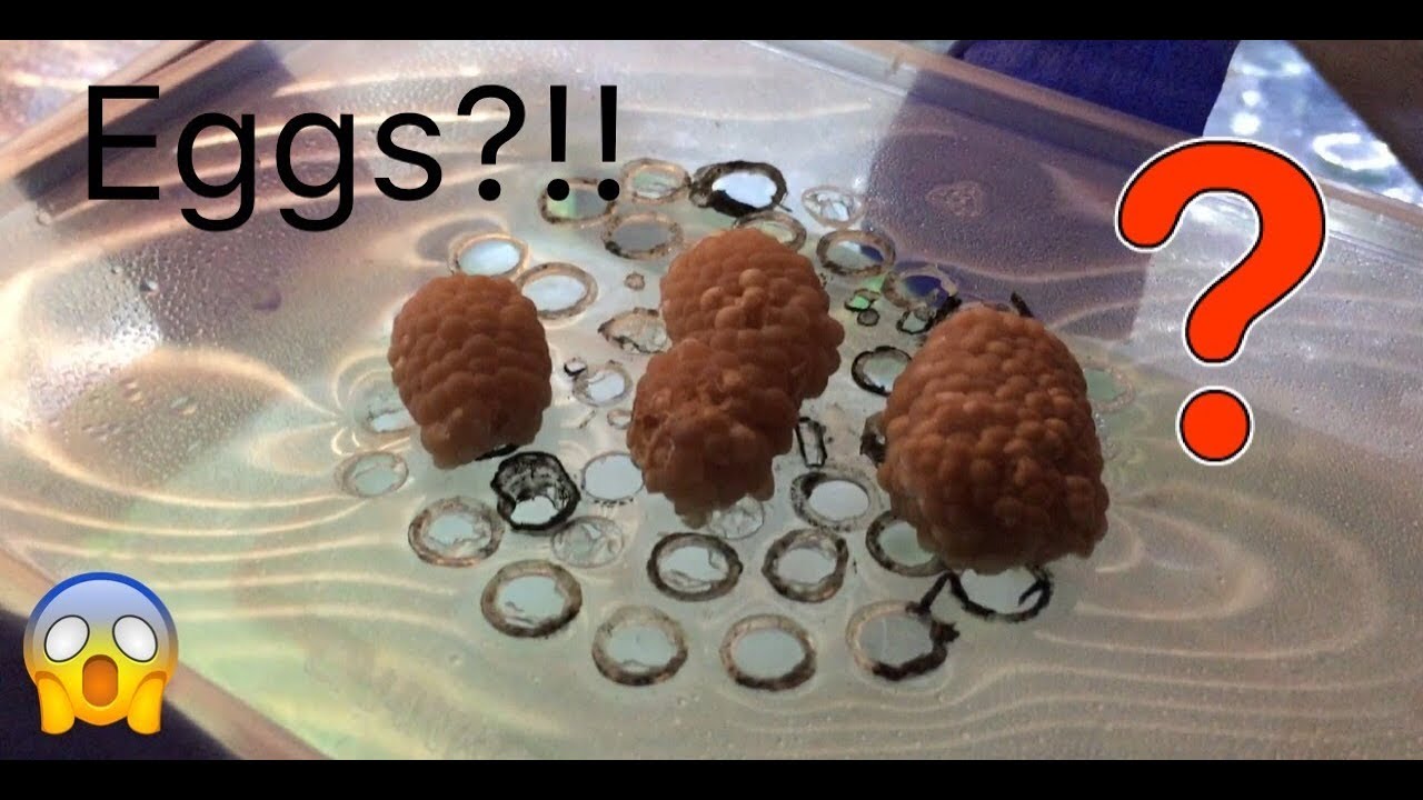 Mystery snail eggs DIY mystery snail egg incubator YouTube