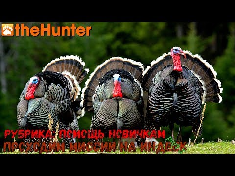 theHunter Classic/Рубрика: помощь новичкам/миссии на индюка ч. 3/turkey missions