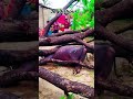 Brave Woman Saves Buffalo in Deadly Storm 🌧️🐃 #Bravery #AnimalLove #StormRescue #Humanity #Viral