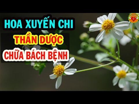 Hoa Xuyến Chi- Thần Dược Chữa Bách Bệnh Mọc Ven Đường Mà Người Việt Bỏ Phí