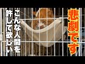残念です!悲劇を繰り返さないために公開させて頂きます!猫を保護した