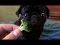 Toby The Pug Eating Broccoli - Original Video