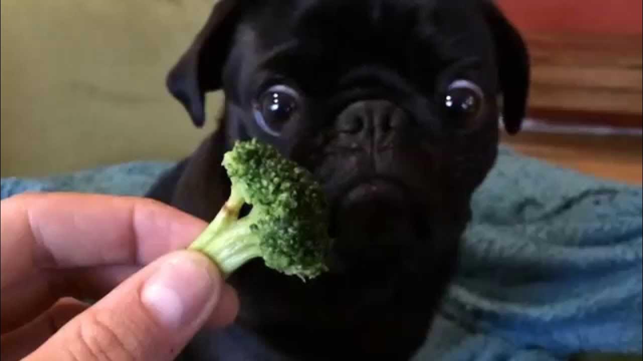 Кот с брокколи мем Toby The Pug Eating Broccoli - Original Video - YouTube