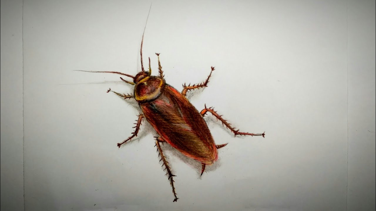 Discover more than 67 cockroach sketch super hot - seven.edu.vn