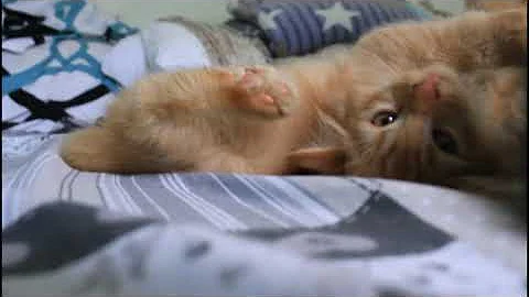 Watch the video about Cute Persian Kittens at 3 months old