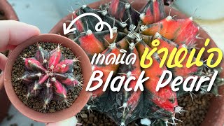 [4K] เทคนิคการชำหน่อ Gymnocalycium MihanoVichii Black Pearl  (ENGLISH SUB)