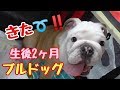 ブルドッグの子犬がやってきた！#01【生後82日目】