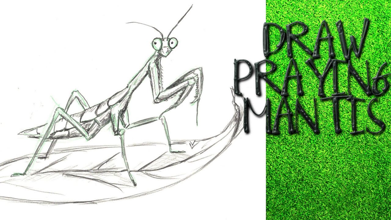 praying mantis face drawing