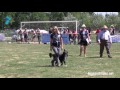 Selection  valentina balli  mind the dog lycan  border collie