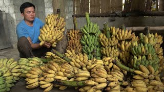 Make banana candy. Robert | Green forest life