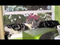 American Shorthair Cats, First Year の動画、YouTube動画。