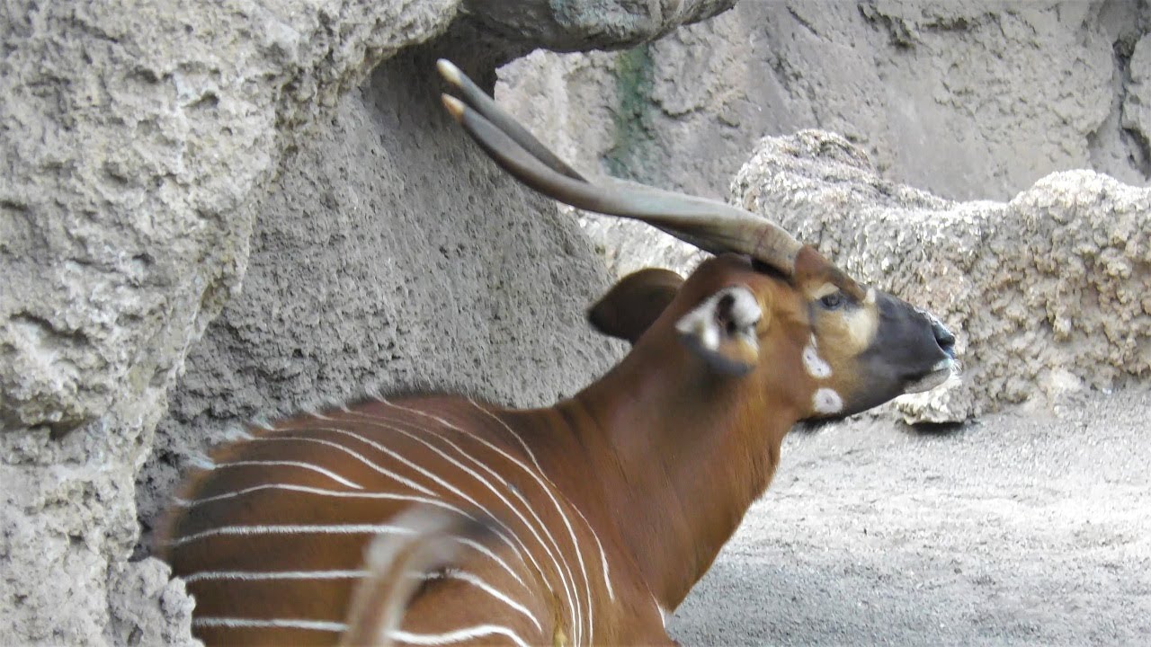 ボンゴ ビオパーク バレンシア スペイン Bongo Bioparc Valencia Spain Youtube
