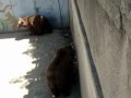 Zoo bear is trying to drink Sprite