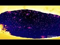 Using Bat Science to Battle Traffic