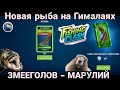 Новая рыба ЗМЕЕГОЛОВ МАРУЛИЙ / Событие на Гималаях / Fishing Clash: Реальная рыбалка