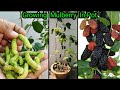 Gamle Me Dher Sari Mulberry /Shahtoot Ugaiye ~ How To Grow Mulberry From Cutting ~2 Year's Update