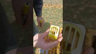 Marking Queen Bees Easily!