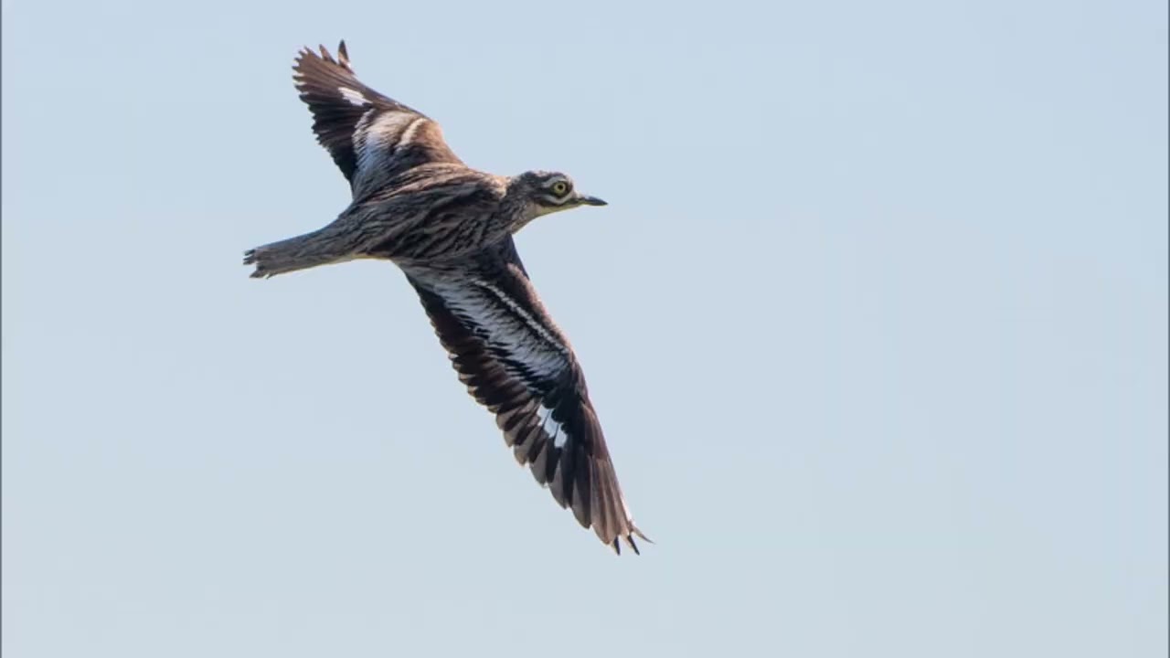 Des Oiseaux (L'Œdicnème criard)
