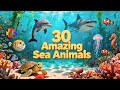 30 Sea Animals for Kids | Amazing Ocean Animals | Little Ducklings Academy